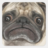 Grumpy Puggy Geschenke Quadratischer Aufkleber (Vorderseite)