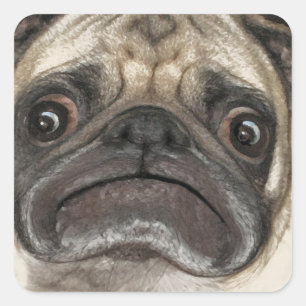 Grumpy Puggy Geschenke Quadratischer Aufkleber