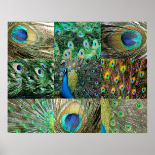 Grün-blaue Pfau-Fotocollage Poster