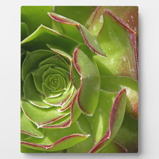 Grün Fotoplatte (Vorderseite)