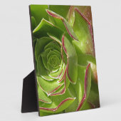 Grün Fotoplatte (Seite)