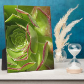 Grün Fotoplatte (Seite)