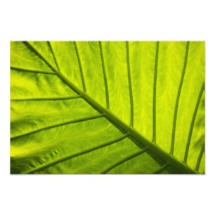 Grün geäderte Blätter tropischer Foliage in 2 Fotodruck