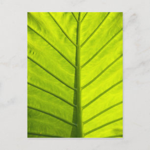 Grün geäderte Blätter tropischer Vegetation in Postkarte