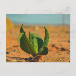 Grün in der Wüste Postkarte
