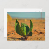Grün in der Wüste Postkarte (Vorne/Hinten)