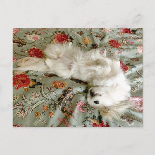 Grün Postkarte (Vorderseite)