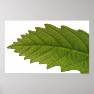 Grün sein poster