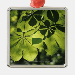 Grün sieben Punkt-Blätter mit Sun-Beleuchtung Silbernes Ornament