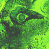 Grün suchen aufkleber (Vorderseite)