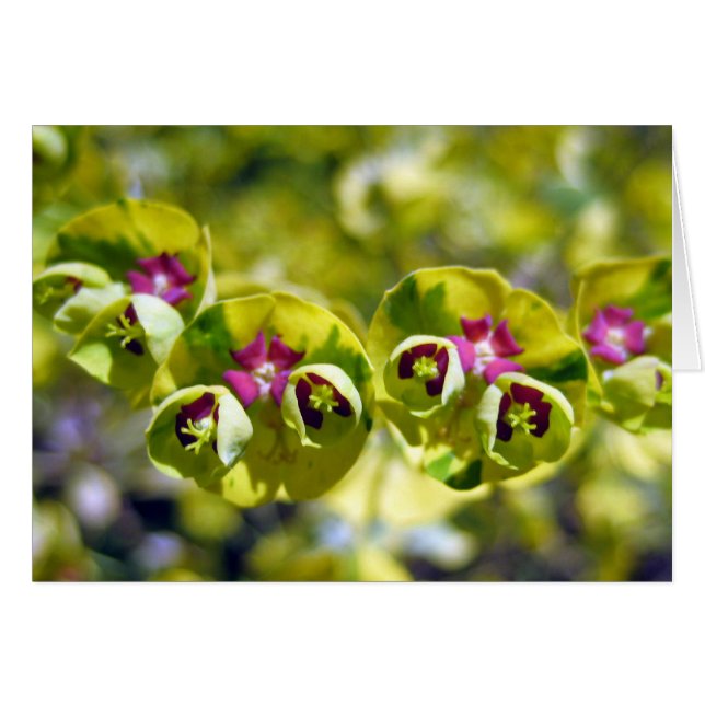 Grün und Blüte 105 (Vorderseite (Horizontal))