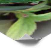 grün und rosa poster (Ecke)