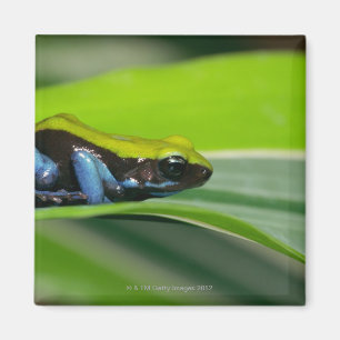 Grün-unterstütztes mantella magnet