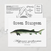 Grün-Weiß-Postkarte Postkarte (Vorne/Hinten)