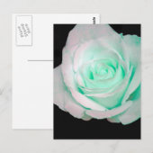 Grün & Weiß Rose... Postkarte (Vorne/Hinten)
