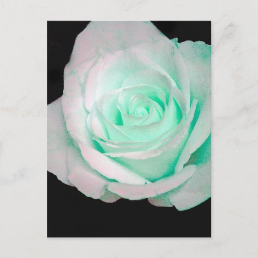 Grün & Weiß Rose... Postkarte (Vorderseite)