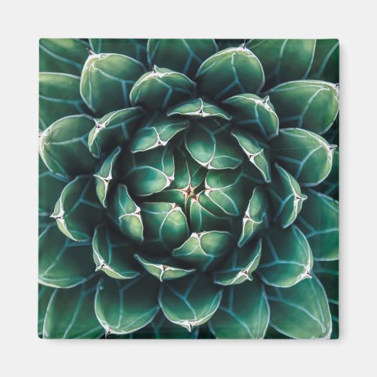 Grün-Weiß-Sukkulat Magnet (Vorne)