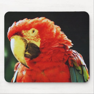 Grün Winged Macaw-Papageien-Vogel-Nahaufnahme Mousepad