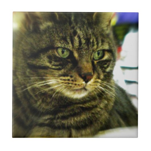 Grünäugiges Tabby-Gesicht Fliese (Vorderseite)
