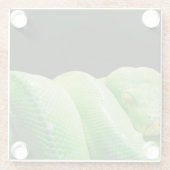 Grünbaumpython Glasuntersetzer (Rückseite)