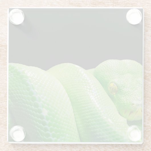 Grünbaumpython Glasuntersetzer (Rückseite)