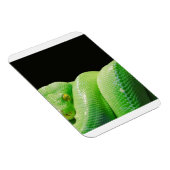 Grünbaumpython Magnet (Rechte Seite)