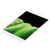 Grünbaumpython Magnet (Linke Seite)