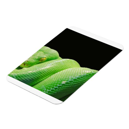 Grünbaumpython Magnet (Linke Seite)