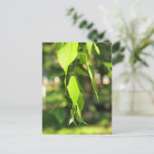 Grünbirkenarm mit Blätter Postkarte (Stehend Vorderseite)