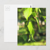 Grünbirkenarm mit Blätter Postkarte (Vorne/Hinten)