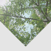 Grünbirne auf Baum gegen blauen Himmel Seidenpapier (Ausschnitt)