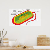 Grunddiagramm einer bakteriellen Prokaryote-Zelle Poster (Küche)