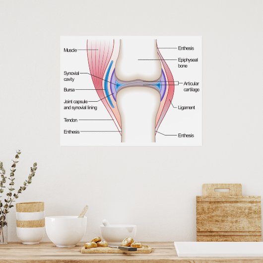 Grunddiagramm eines anatomisch-humanen Organismus Poster (Küche)