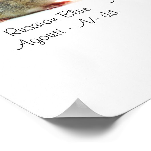 Grundfarben der Ratten Poster (Ecke)