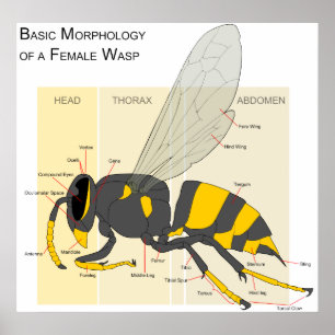 Grundlegende Morphologie eines weiblichen Poster