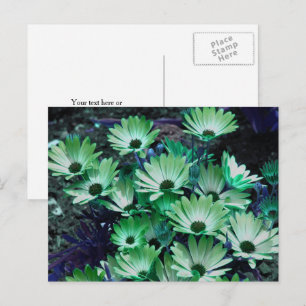 Grüne Afrikanische Gänseblümchen-Blume Personalisi Postkarte