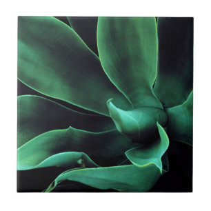Grüne Agave Attenuata Fliese