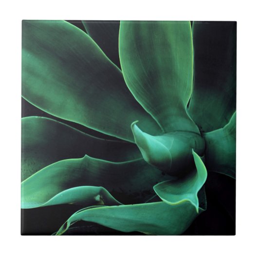Grüne Agave Attenuata Fliese (Vorderseite)