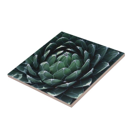 Grüne Agave Fliese (Seite)