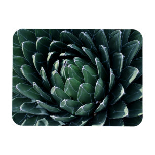 Grüne Agave Magnet