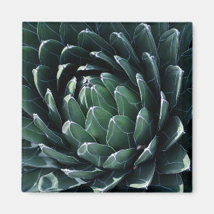 Grüne Agave Magnet