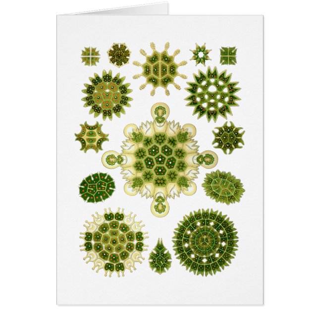 Grüne Algen (Vorne)