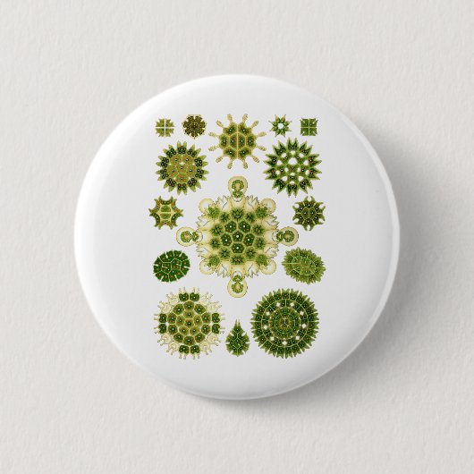 Grüne Algen Button (Vorderseite)