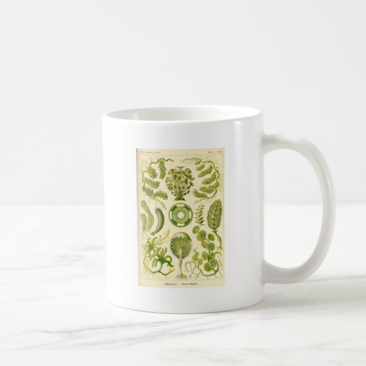 Grüne Algen-Tasse Kaffeetasse (Rechts)