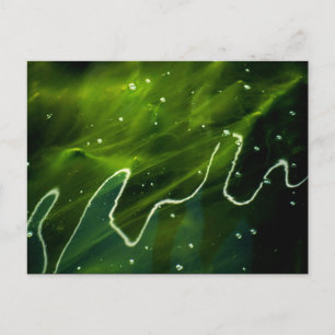 Grüne Algen und Wasserkreisläufe Postkarte