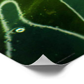 Grüne Algen und Wasserwapcn Poster (Ecke)