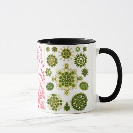 grüne Algen, verschieden, haeckel Tasse (Rechts)
