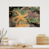 Grüne Anemone und ockerfarbene Meeressterne Poster (Küche)