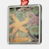 Grüne Anemone und ockerfarbene Meeressterne Silbernes Ornament (Links)
