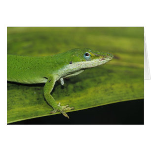 Grüne Anole, Anolis carolinensis, erwachsen auf Pa